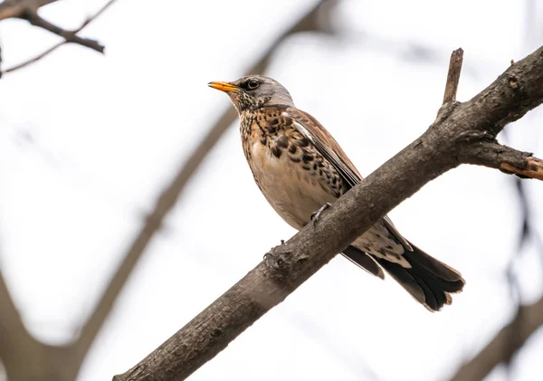 Oiseau Merle Est Assis Sur Une Branche — Photo