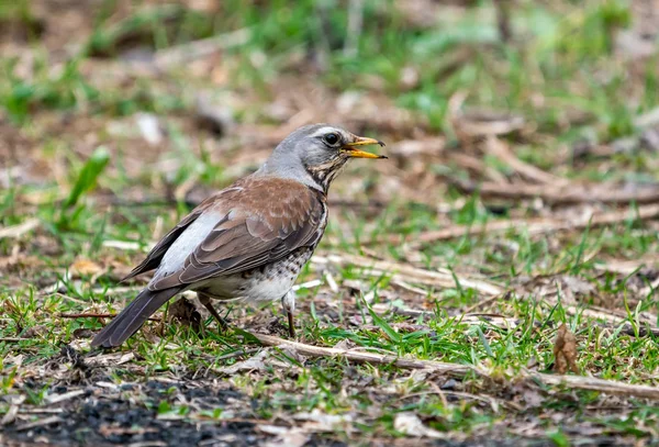 Der Vogel Auf Dem Die Amsel Sitzt — Stockfoto