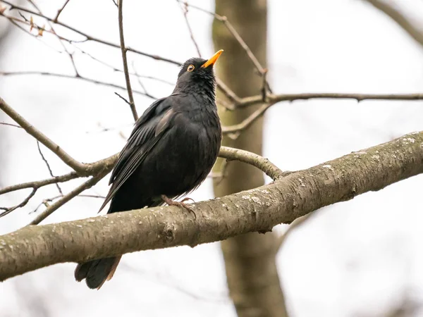 Bird Blackbird Zit Een Tak — Stockfoto