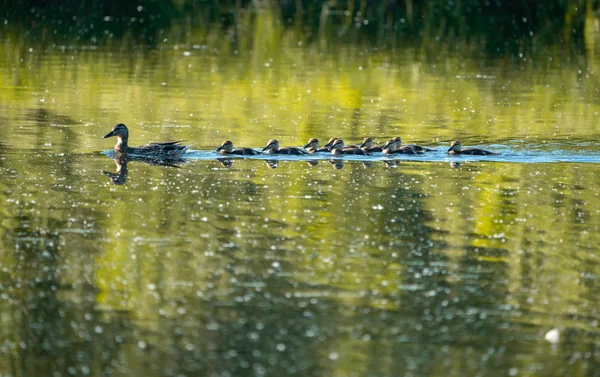 Canard Canetons Nagent Dans Lac — Photo