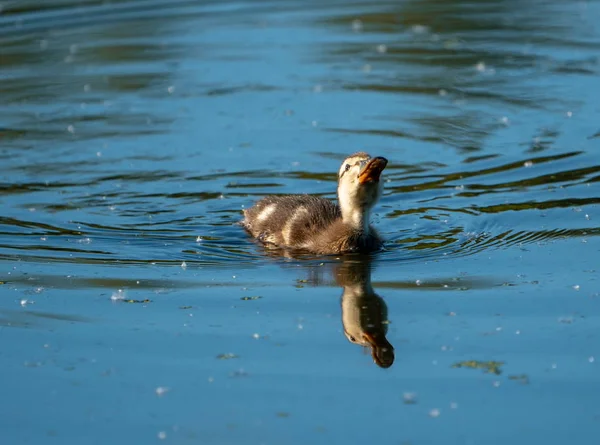 Canard Nageant Sur Lac — Photo