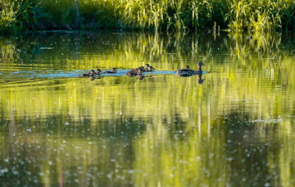 Canard Canetons Nagent Dans Lac — Photo