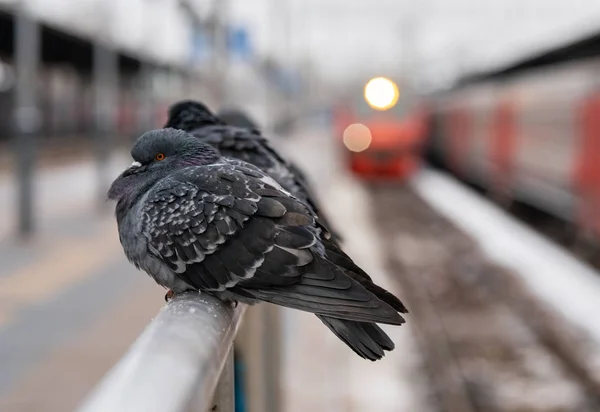 Ptaki Gołębie Siedzieć Poręczy Dworca Kolejowego — Zdjęcie stockowe