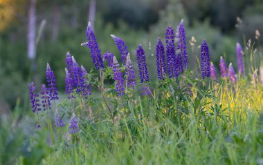çim arka plan üzerinde leylak çiçeklerlupins