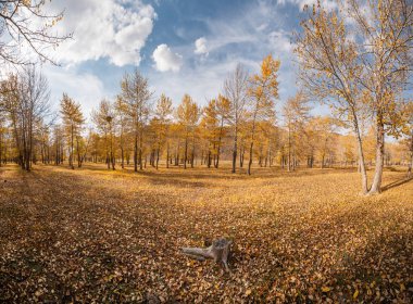 Gökyüzünde sarı ve yeşil yapraklı ağaçlar...