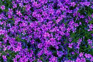 Güneşli bir günde güzel pembe ve mor Phlox desenli çiçekler. Phlox subulata