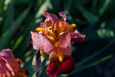 Parlak güneşli bir günde, güzel iris çiçekleri.