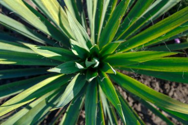Evergreen Yucca. Yukarıdan bak. Geometrik desen.