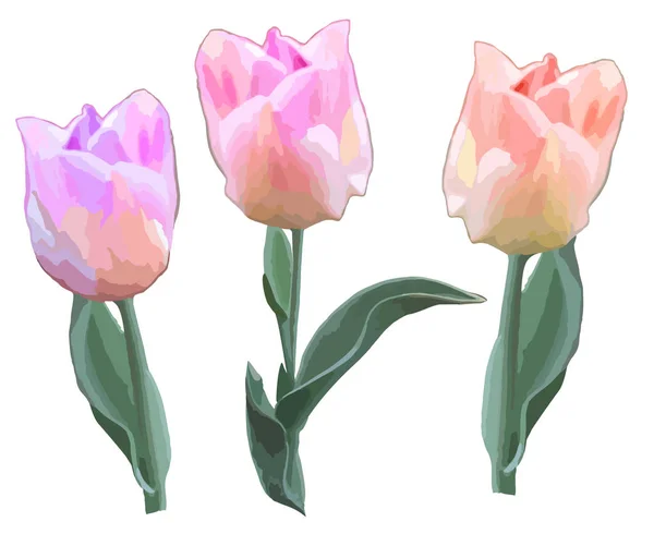 Hermosos tulipanes rosados - objetos aislados . — Archivo Imágenes Vectoriales