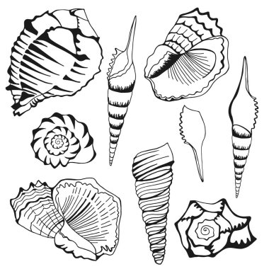 deniz kabuğu tasarım-nesne izole