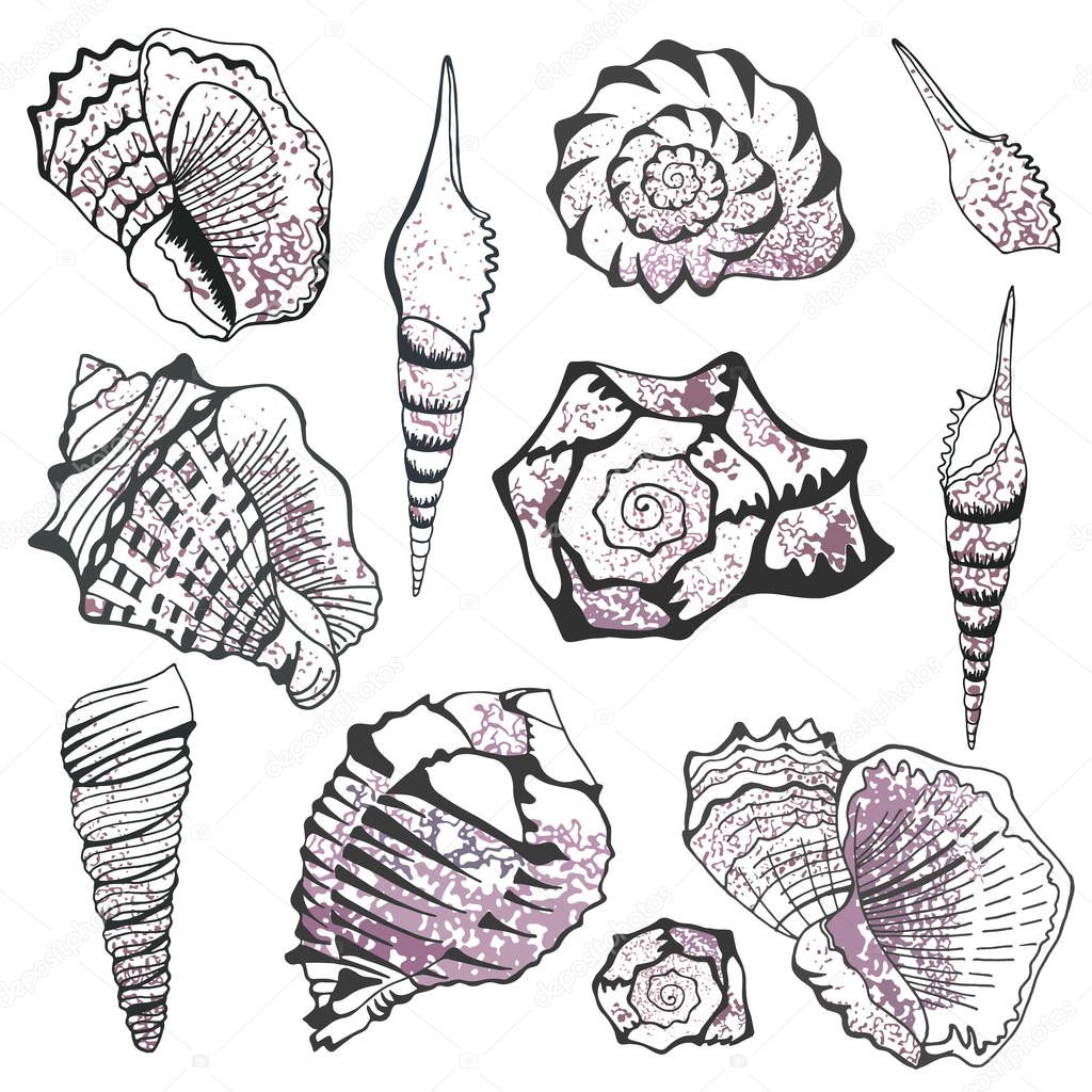 sea shell design- object isolated