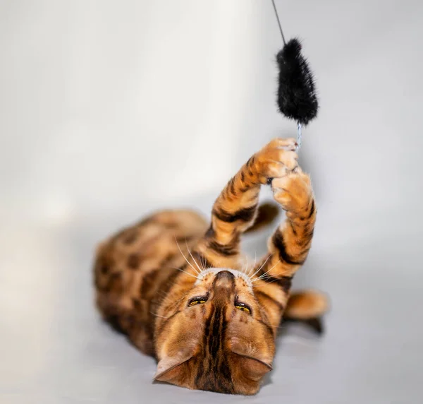 Bengal Cat Orange Playing Mouse String — Φωτογραφία Αρχείου