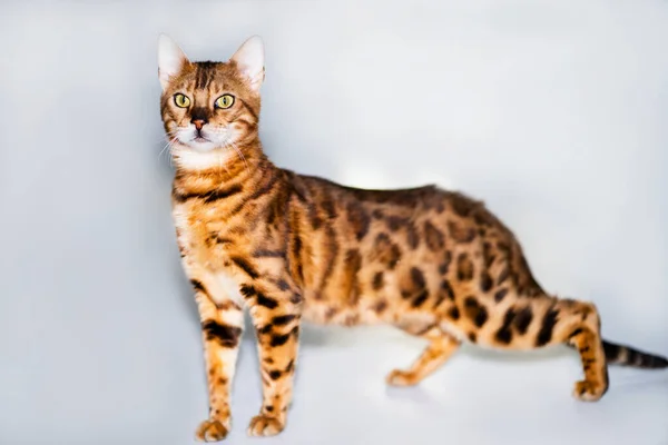 Bengal cat orange, stands on a white background