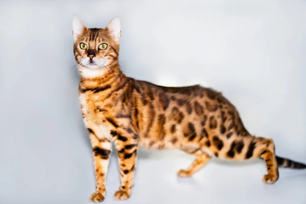 Bengal Cat Orange Stands White Background — Stockfoto