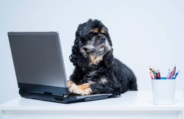 A black Cocker Spaniel dog sits at a table with a laptop, and looks away