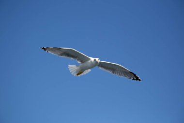 Görkemli genç uzun kanatlı martı karşı parlak mavi gökyüzü uçan