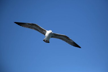 Görkemli genç uzun kanatlı martı karşı parlak mavi gökyüzü uçan