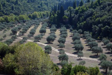 Olive Grove orman ağaçları arasında güzel görünüm Mount Athos, Yunanistan