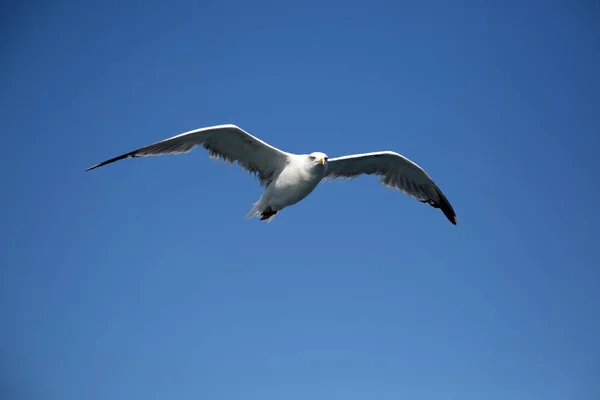 Schöne Möwe Schwebt Der Luft Und Schaut Die Kamera — Stockfoto