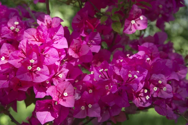 Flores Bougainvillea Rosa Imagens Grande Plano Fundo Bougainvillea — Fotografia de Stock