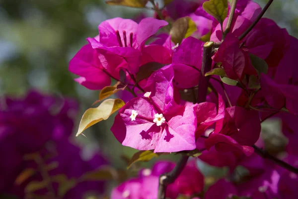 Rosa Bougainvillea Flores Cerca Bougainvillea Fondo —  Fotos de Stock