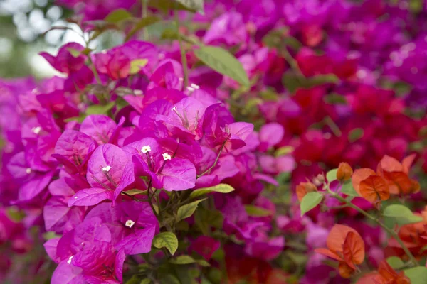 Цветочный Фон Бугенвиллии — стоковое фото