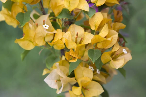 Bougainvillea Gialla Fiori Primo Piano — Foto Stock