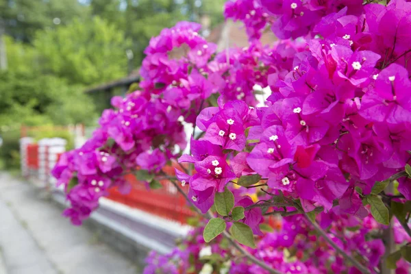 Flores Bougainvillea Rosa Perto — Fotografia de Stock