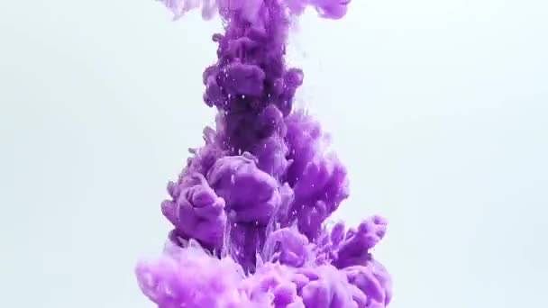 白色背景下清水中明亮紫色墨水的动态流动 — 图库视频影像