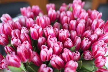 Taze pembe Lale çiçek buketi yakın çekim. Güzel çiçekler Grup.