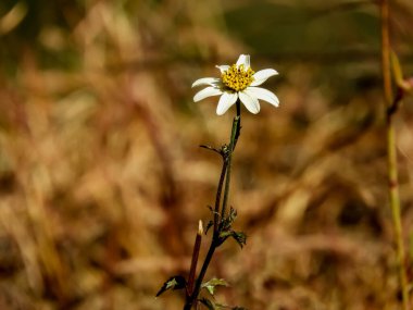 Edelweiss çiçeği, Japonya dağlarında bulunan bir kır çiçeği.