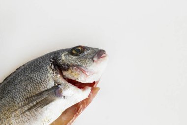 Beyaz yüzeyde pişirilmemiş deniz çipurası balığı, fotokopi alanı, üst görünüm