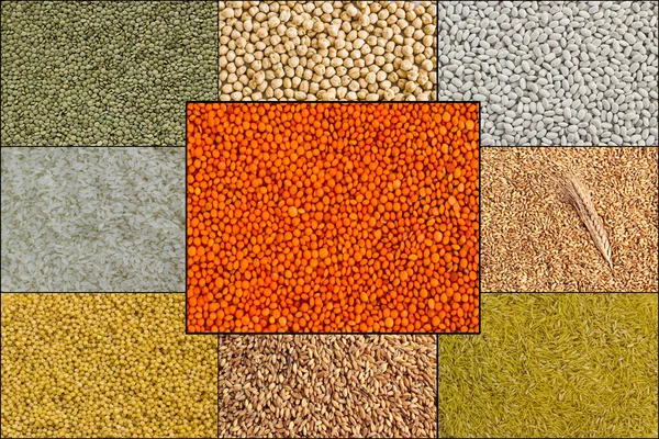 Collage design of various grains,with lentils,wheat,rice and chickpeas,flat layout