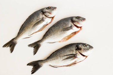 Üç, beyaz yüzeyde pişmemiş deniz çipurası balığı, fotokopi alanı, üst görünüm