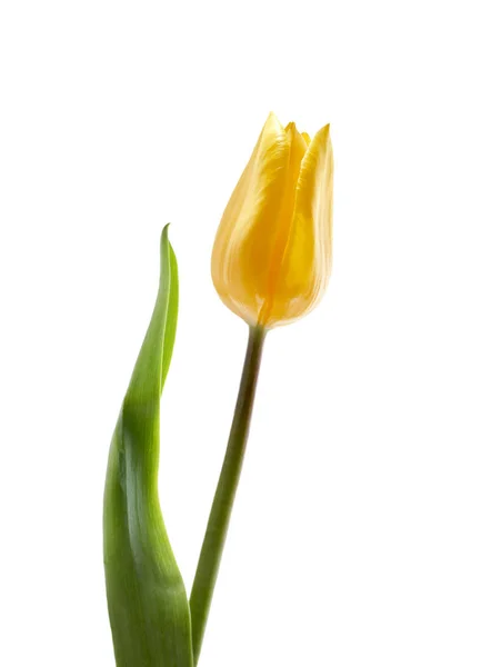 Una flor amarilla de tulipán aislada sobre un fondo blanco — Foto de Stock