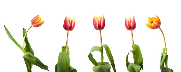 Una colección de flores de tulipán rojas y amarillas aisladas sobre un blanco — Foto de Stock