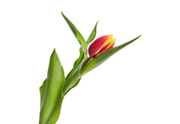 Una sola flor de tulipán roja y amarilla aislada sobre un fondo blanco — Foto de Stock