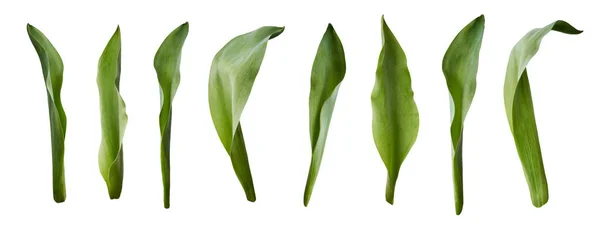 A collection of tulip leaves isolated on a white background. — Stock Photo, Image