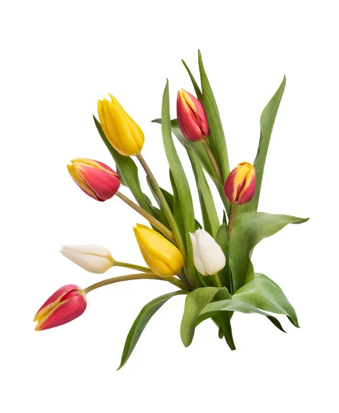 A group of red, yellow and white tulip flowers and leaves isolat — Stock Photo, Image