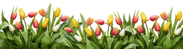 Flores y hojas de tulipán rojo, amarillo y blanco aisladas o — Foto de Stock