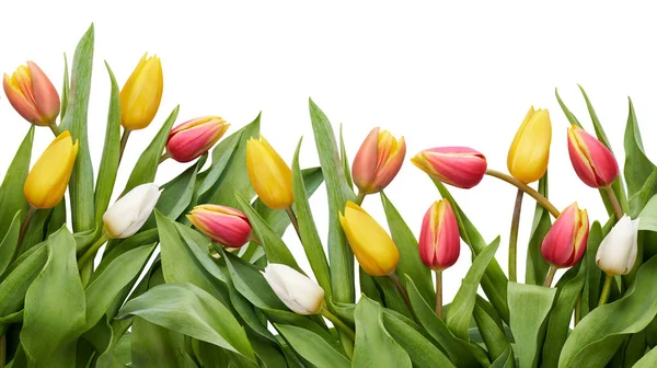 Red, yellow and white tulip flowers and leaves border isolated o — Stock Photo, Image