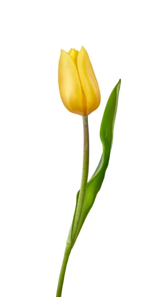 Желтый цветок тюльпана на белом фоне — стоковое фото