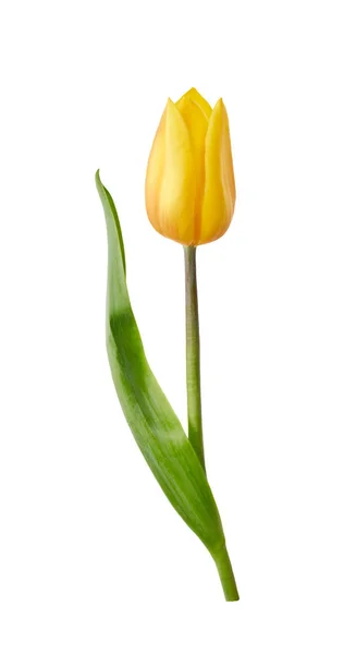 Een gele tulp bloem geïsoleerd op een witte achtergrond — Stockfoto