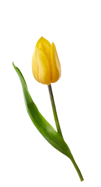 Een gele tulp bloem geïsoleerd op een witte achtergrond — Stockfoto