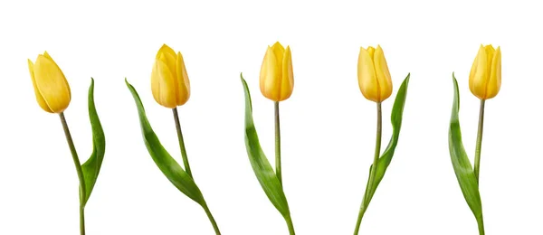Una colección de flores amarillas de tulipán aisladas sobre un fondo blanco — Foto de Stock