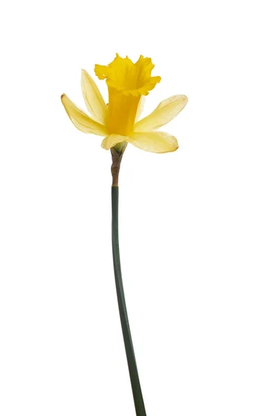 Una flor de narciso amarillo aislado sobre un fondo blanco . — Foto de Stock