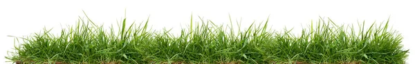 Fresh green grass isolated against a white background — Stock Photo, Image