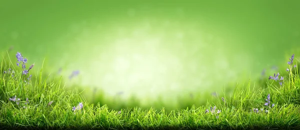 Lush spring green grass with a background of fields and pastures — Stock Photo, Image