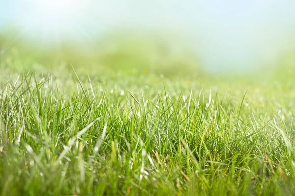 En bakgrund av gröna frodiga gräshagar på en solig vår, sum — Stockfoto