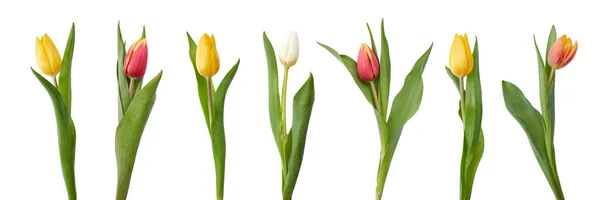 Una colección de flores de tulipán rojas y amarillas aisladas sobre un blanco — Foto de Stock